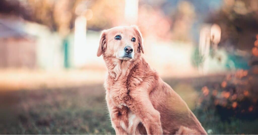 pet cremation near me