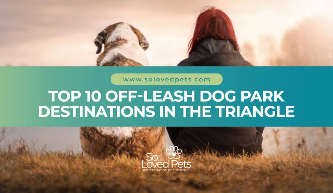 off leash dog park