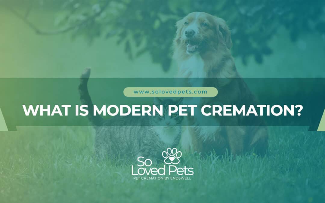 What is Modern Pet Cremation?