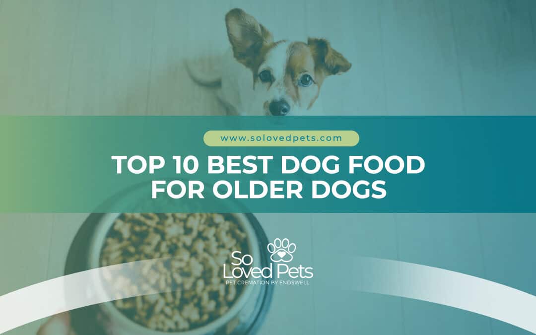 Top 10 Best Dog Food for Older Dogs