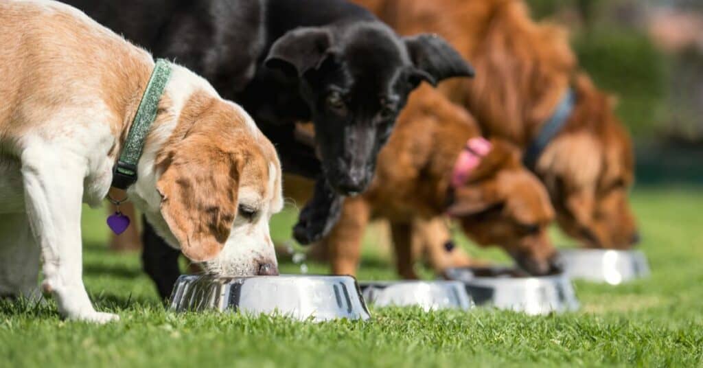 best dog food for older dogs