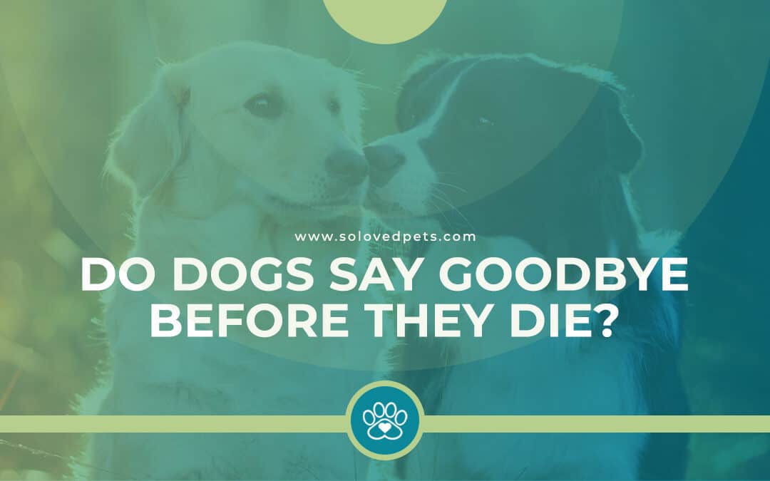 Do Dogs Say Goodbye Before They Die?