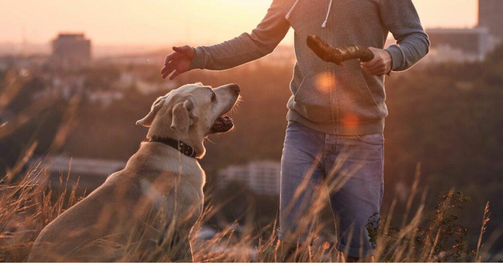 cremation for dogs