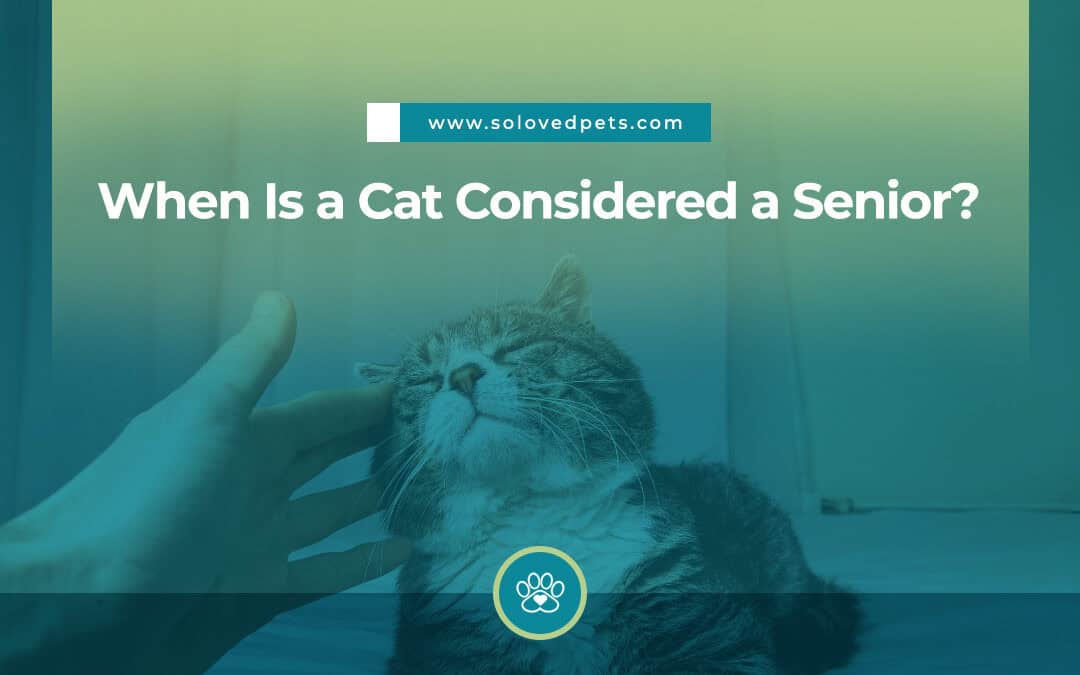 When Is a Cat Considered a Senior?