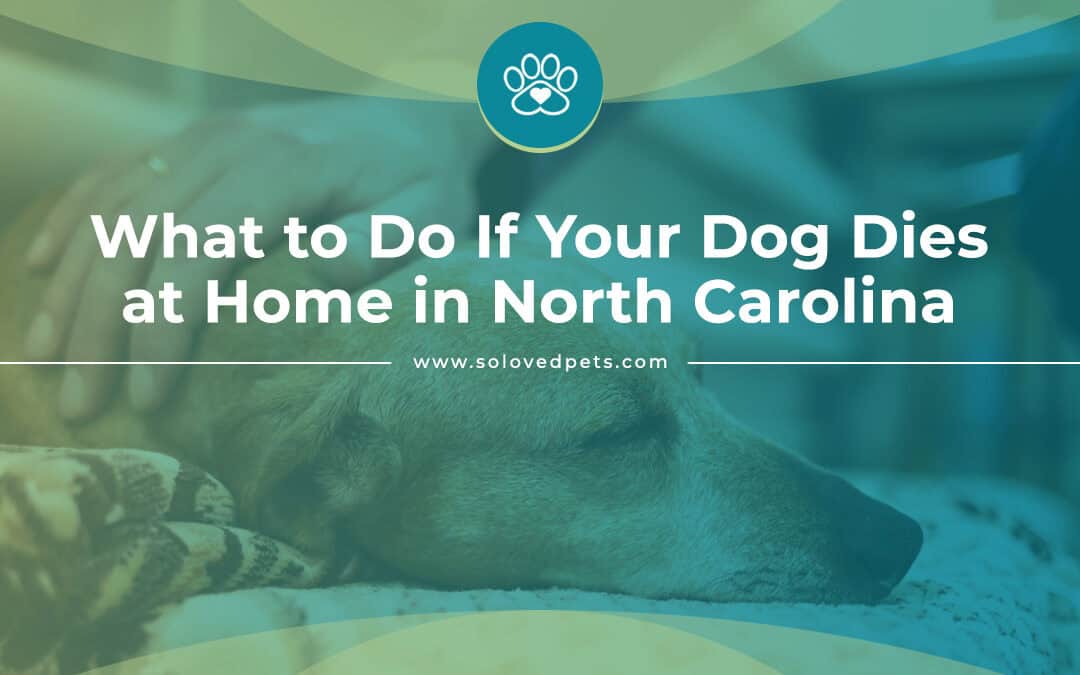 What to Do If Your Dog Dies at Home in North Carolina?