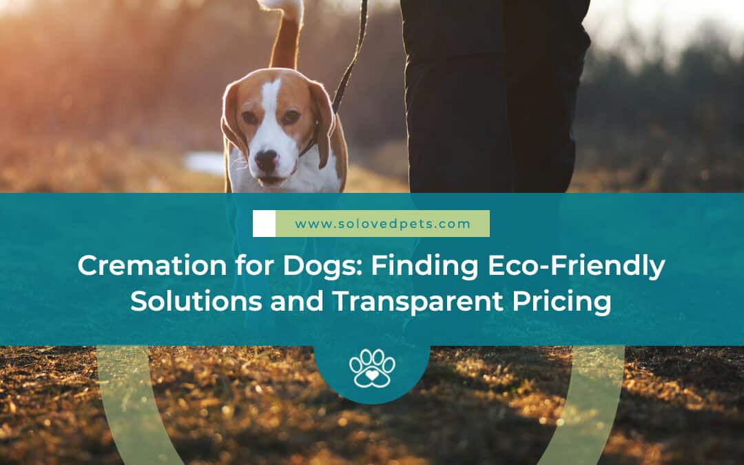 Cremation for Dogs: Find Eco-Friendly Solutions & Transparent Pricing