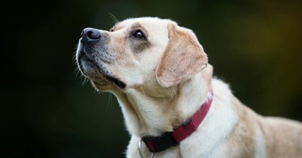 cremation for dogs