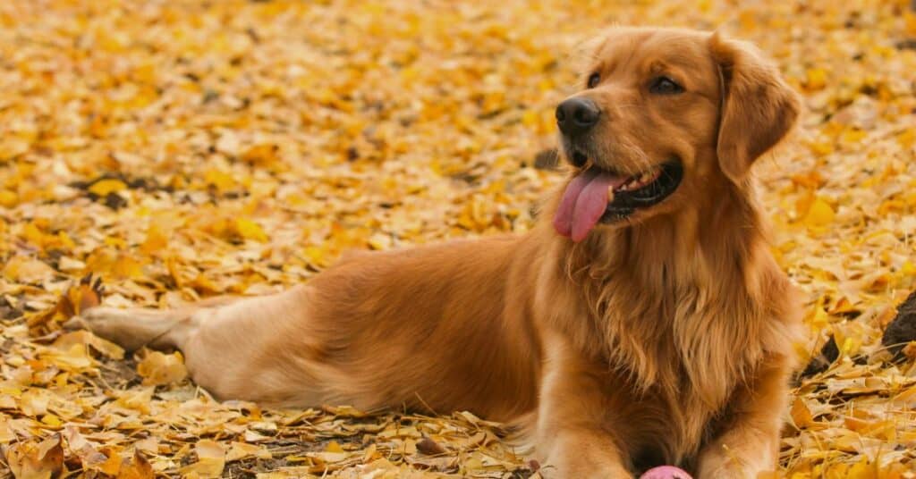 golden retrievers dying younger