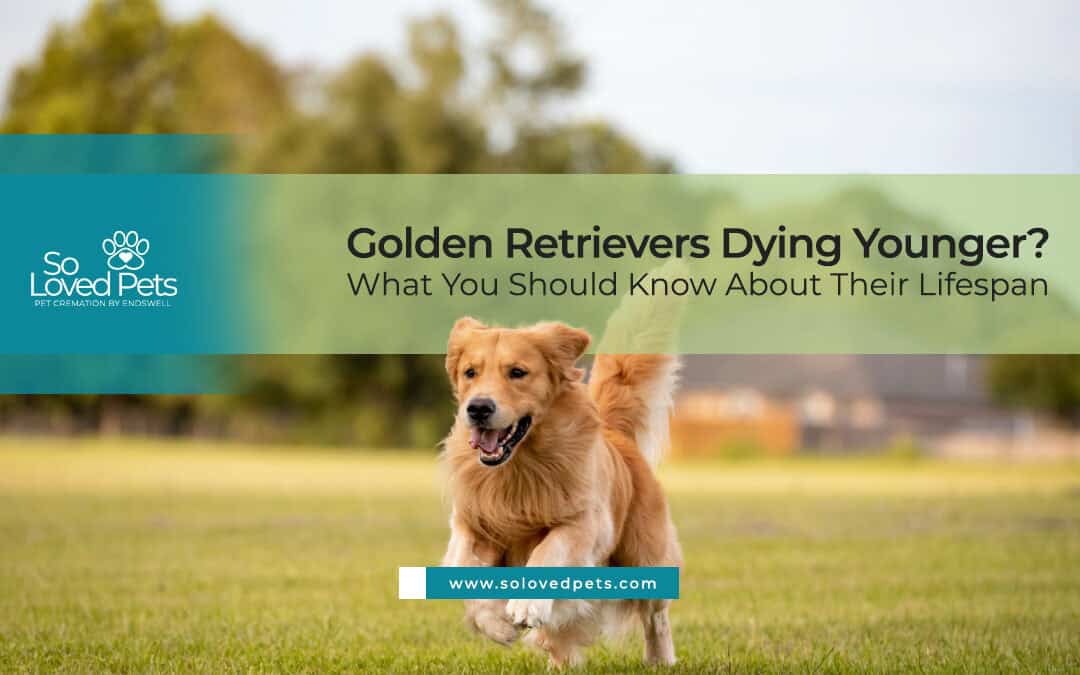 Golden Retrievers Dying Younger? What to Know About Their Lifespan