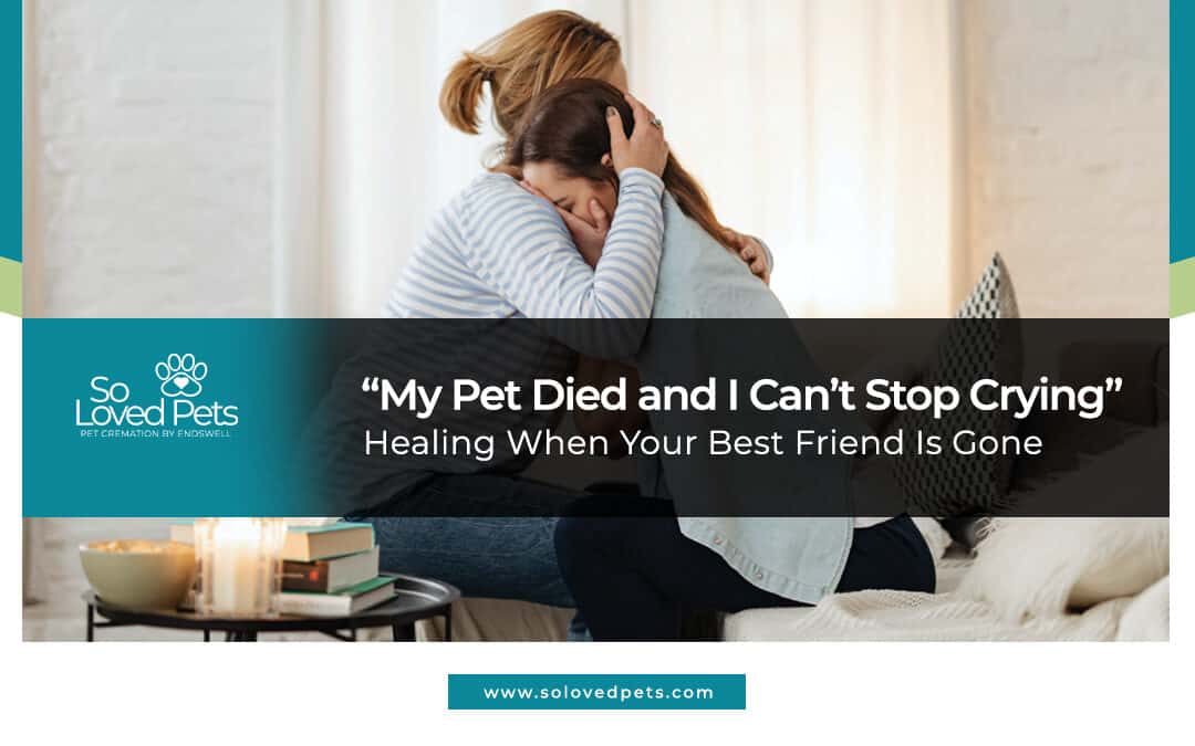 “My Pet Died and I Can’t Stop Crying” – Coping with Loss