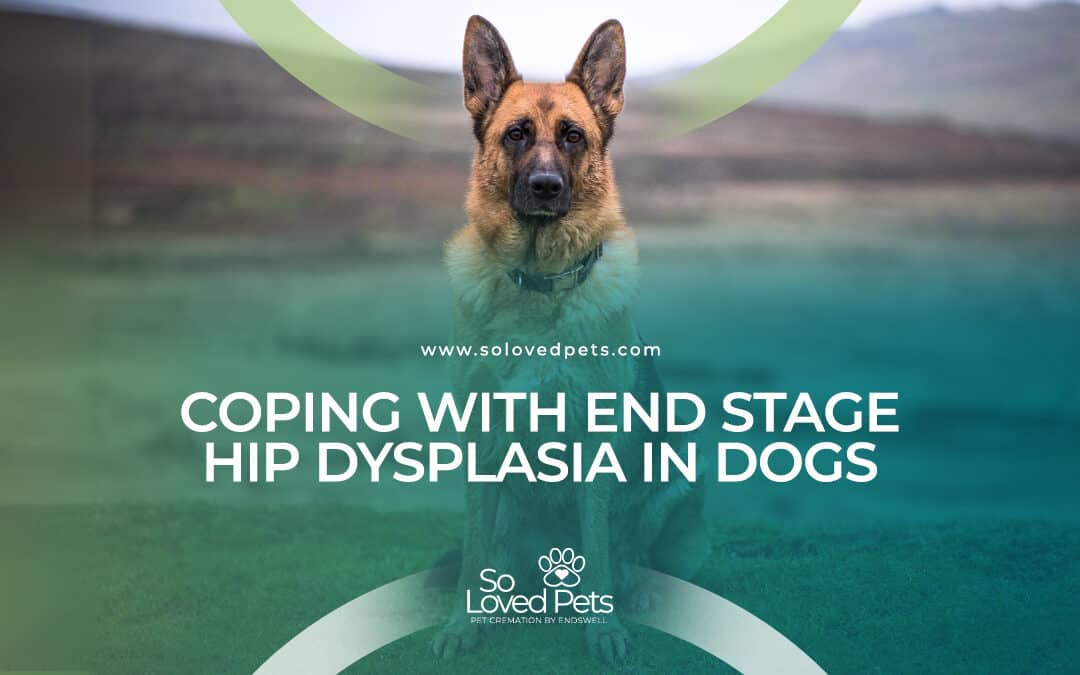 Coping With End Stage Hip Dysplasia in Dogs