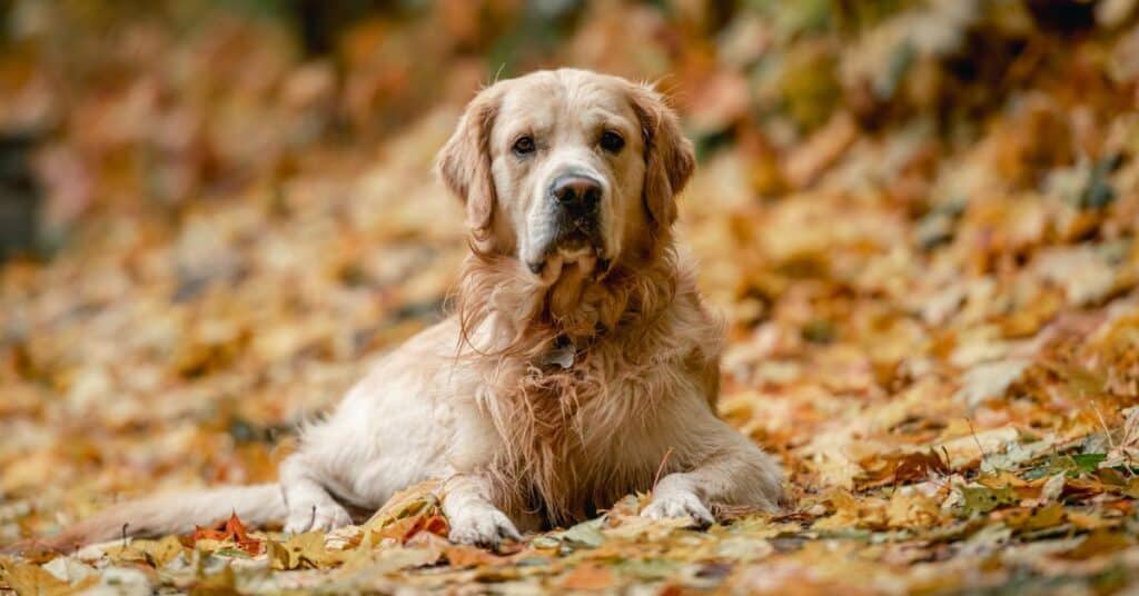 golden retrievers dying younger