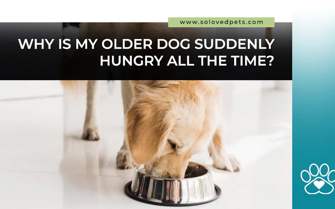 Why Is My Older Dog Suddenly Hungry All the Time?