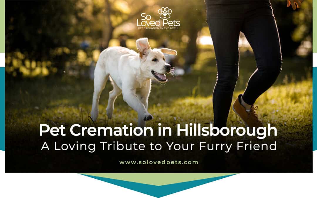 Pet Cremation near me