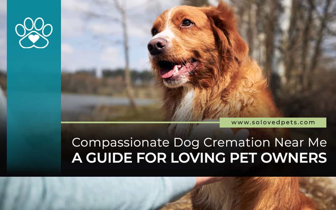 dog cremation near me