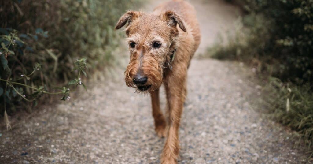 What Does It Mean When An Older Dog Drinks More Water