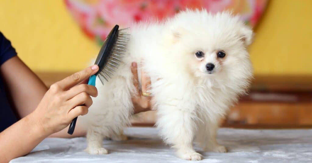 brushing dog's hair
