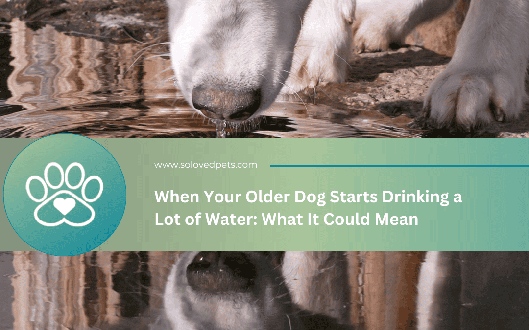 What Does It Mean When An Older Dog Drinks More Water?