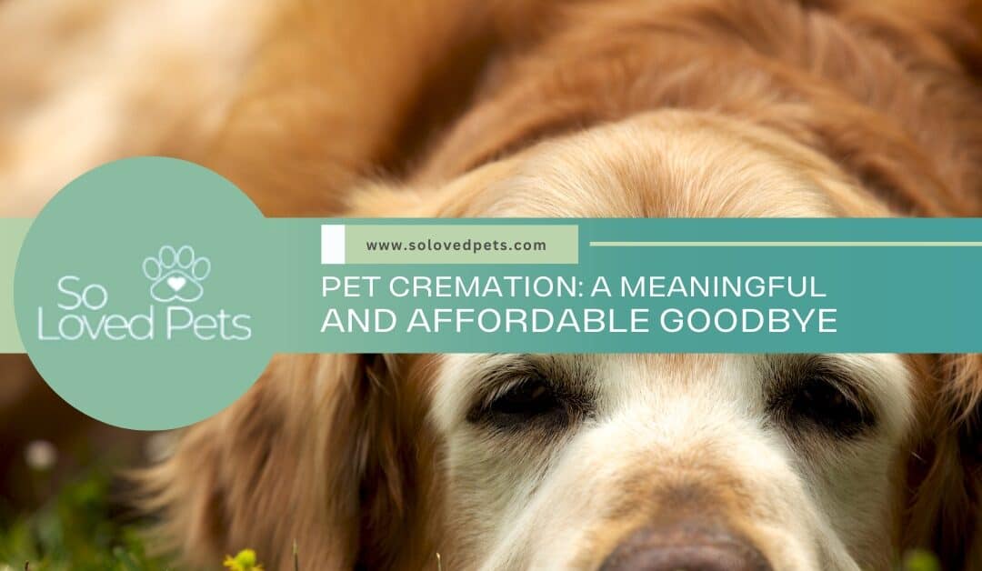 Pet Cremation: A Meaningful and Affordable Goodbye