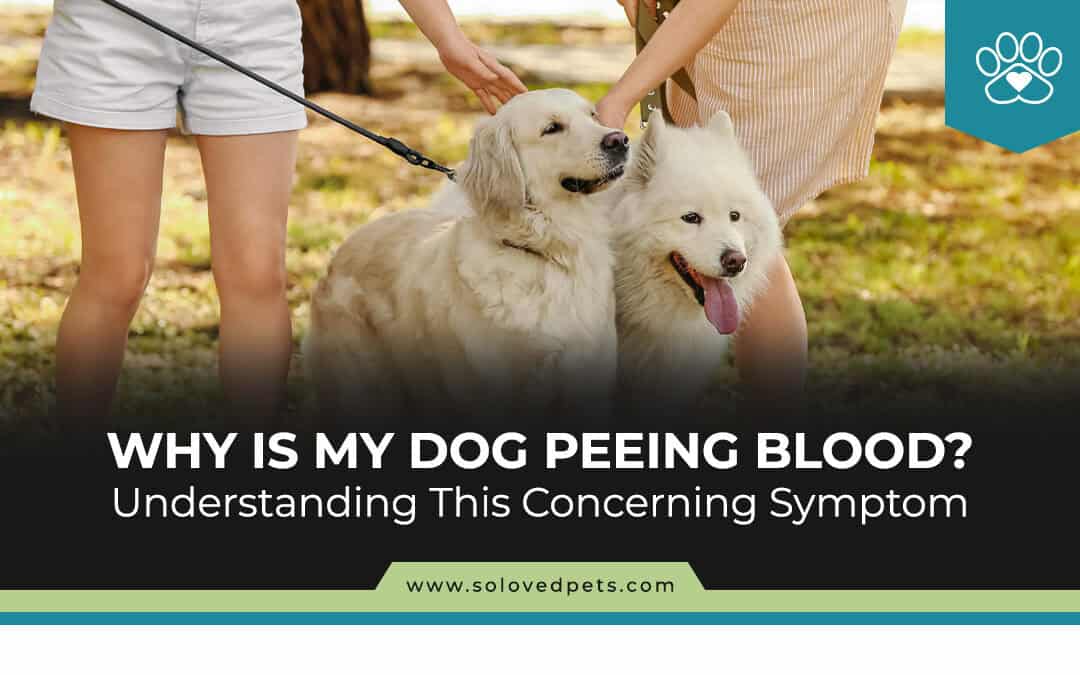 dog peeing blood