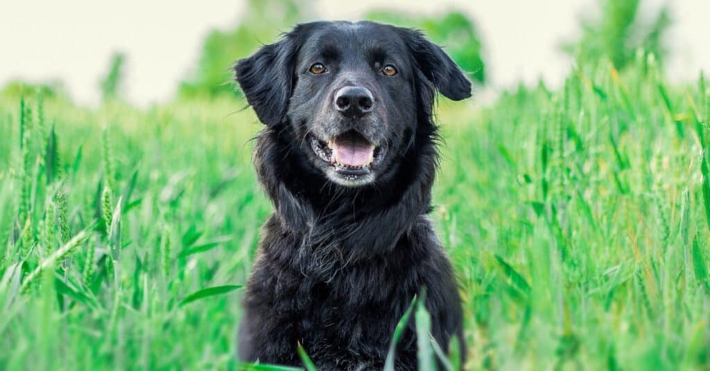 dog in grass