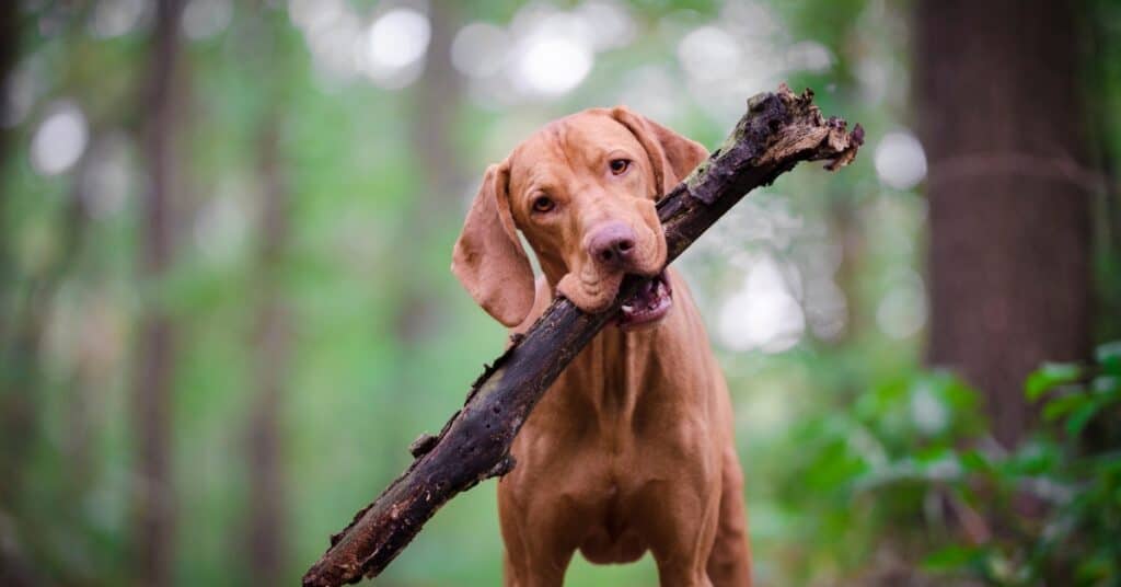 carrying a stick